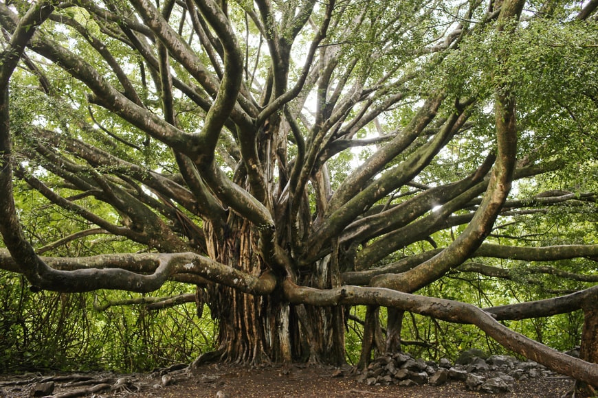 Quienes Somos – The Banyan Tree